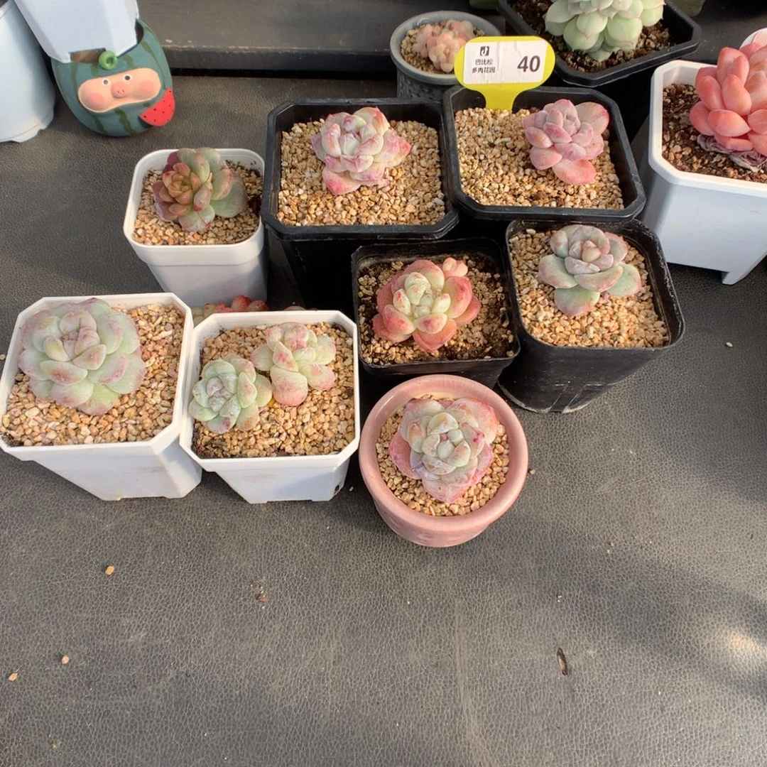 不***节40 冰玉石化多肉多肉