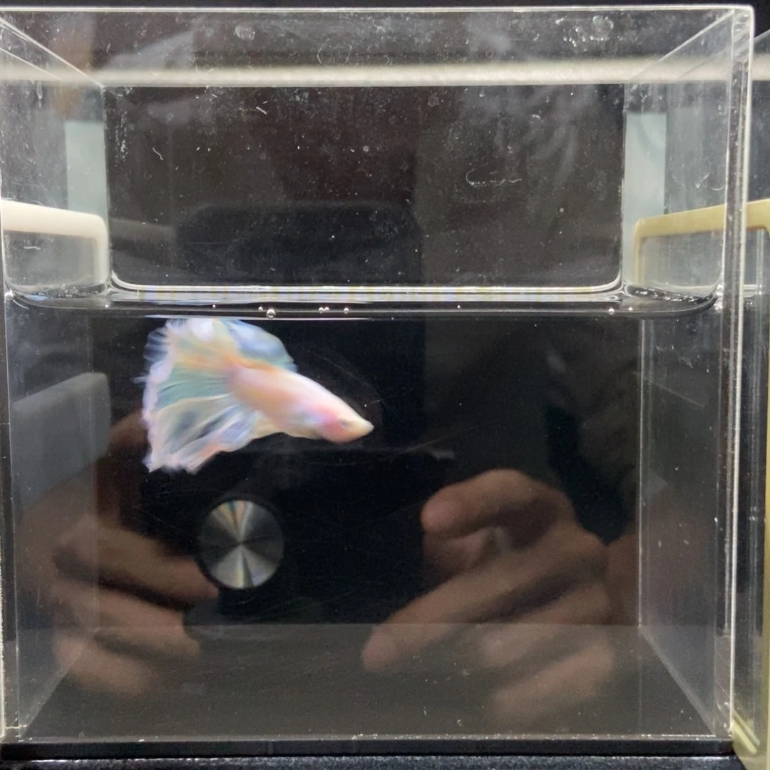 海水鱼哈哈哈爱吧哈哈248