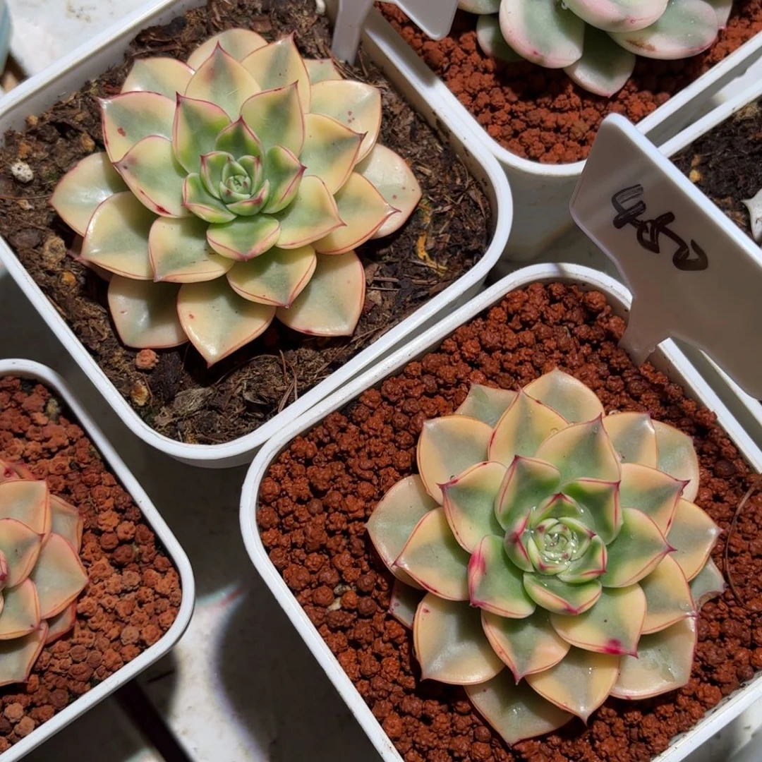 斗牛士锦多肉植物