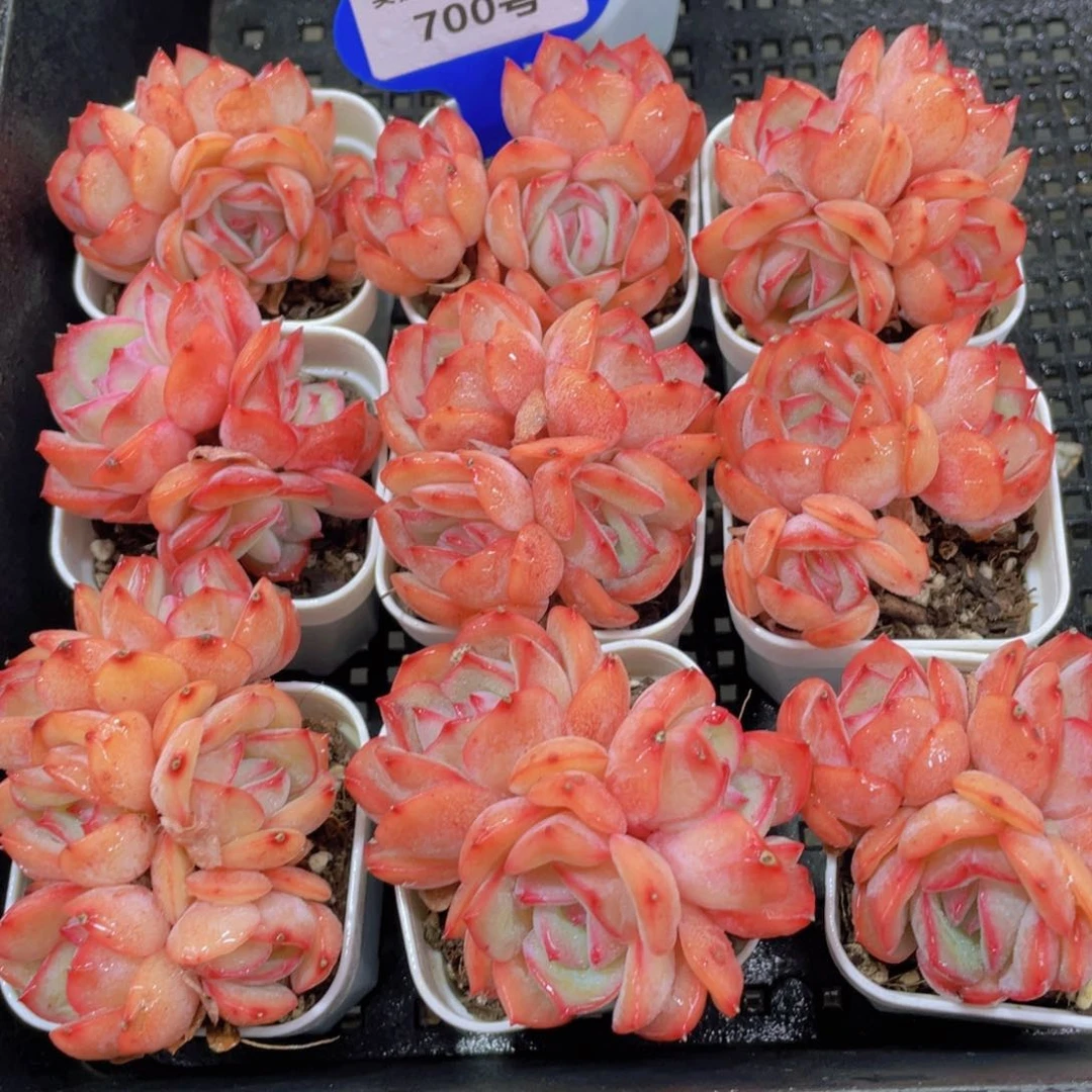 700号 全状态草莓糖多头群一个