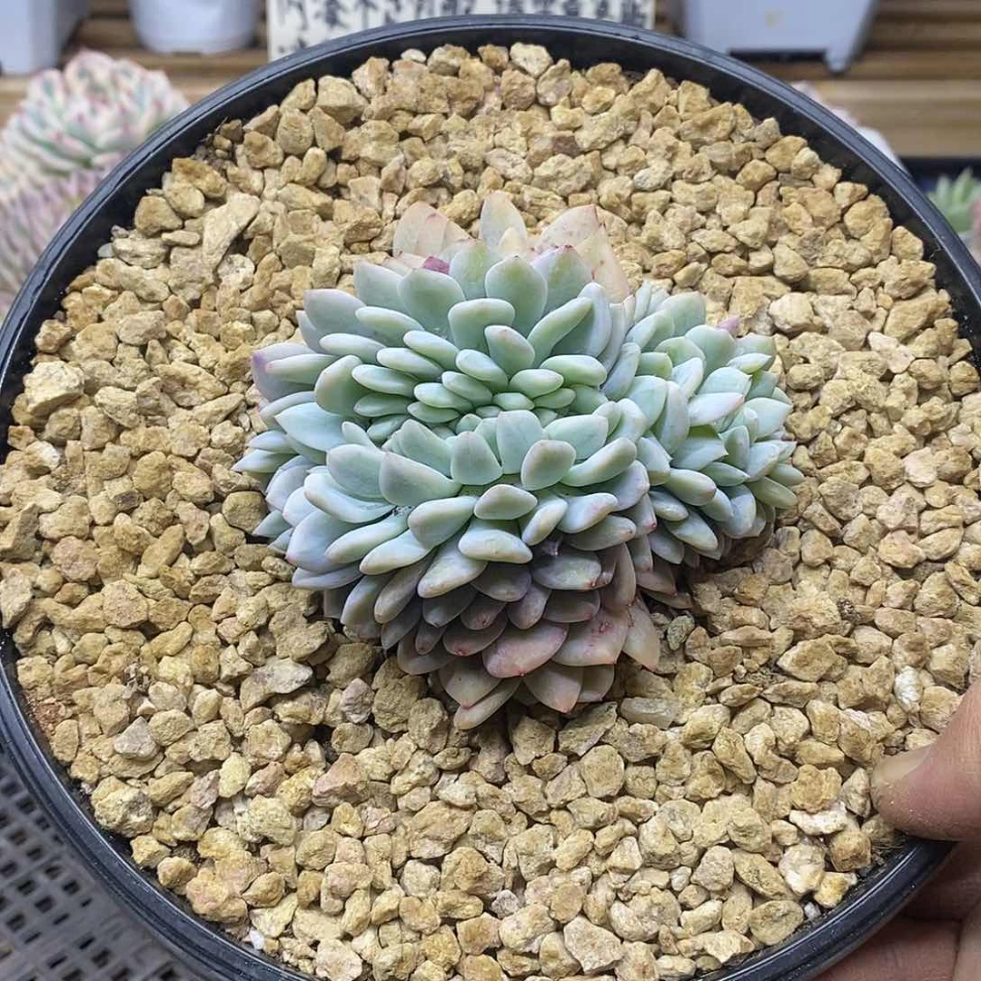 08105 橙梦露锦缀化