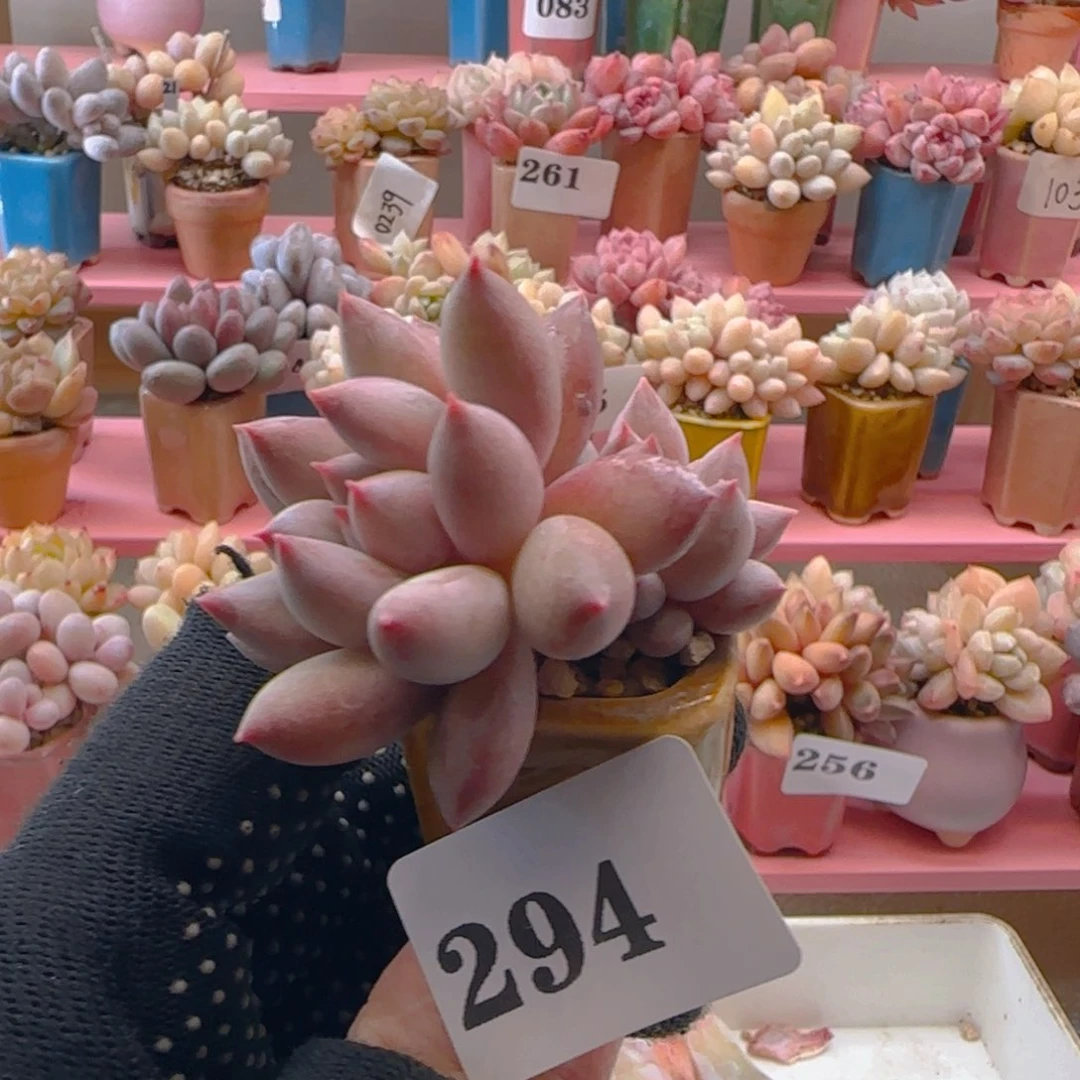 草莓豆豆294 ，满38包邮非偏远。包邮非偏远。