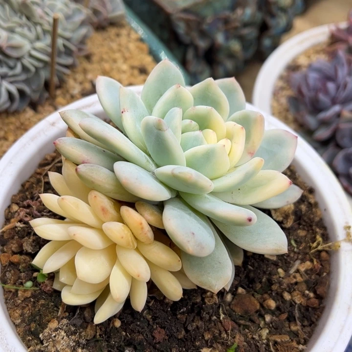 橙梦露锦 夏鸣园艺