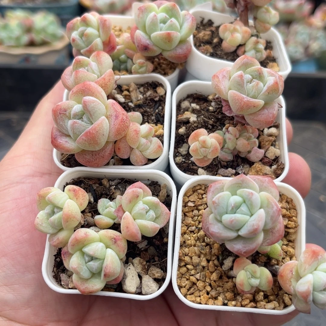 170冰玉小老庄6颗带盆土发