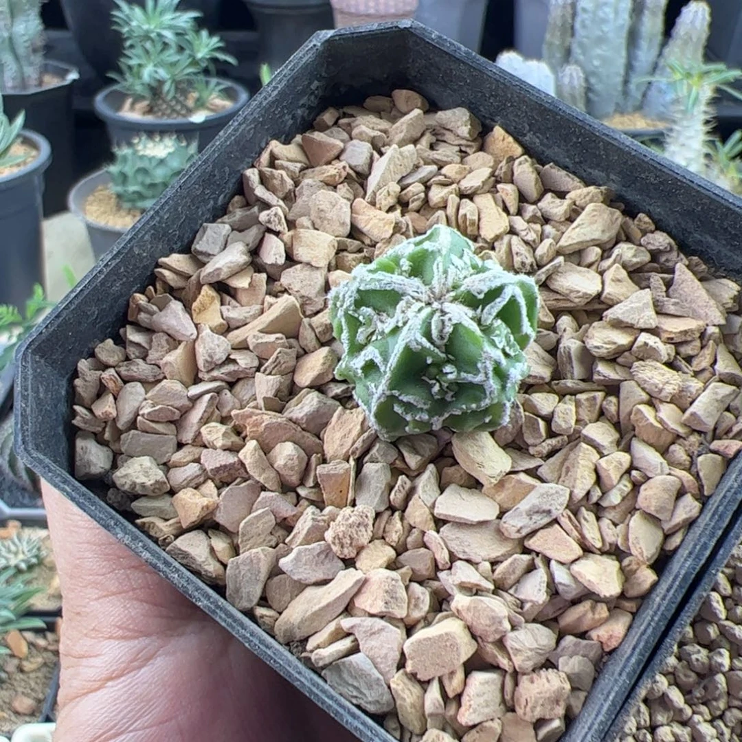 核桃鸾凤玉实生2.2一物一拍带盆发