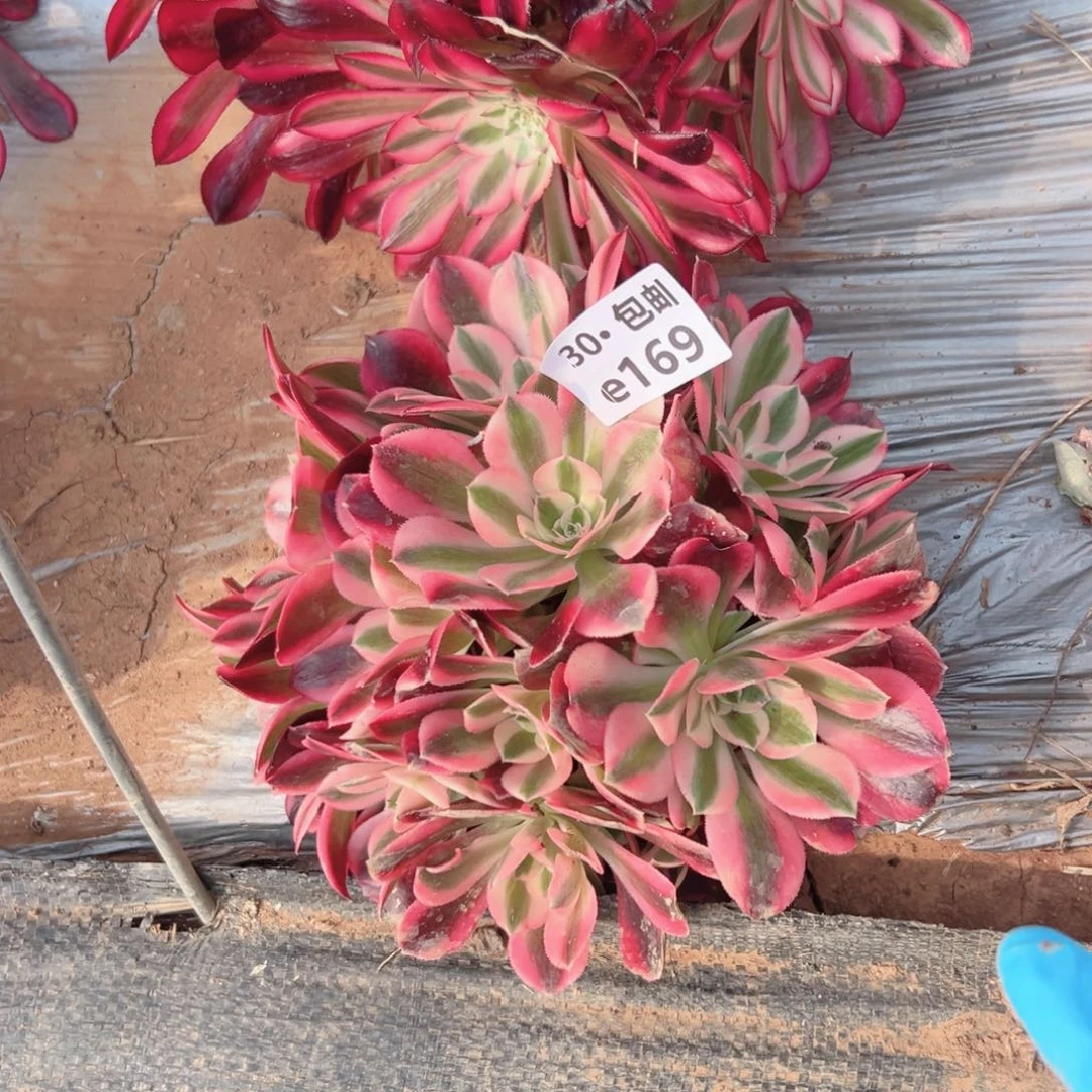 169女郎多肉法师