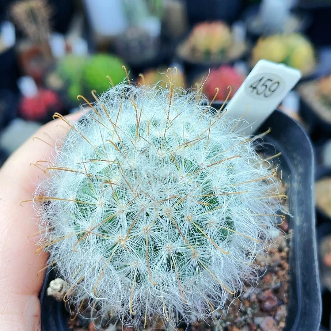 丽光殿非偏远地区满25包邮仙人球