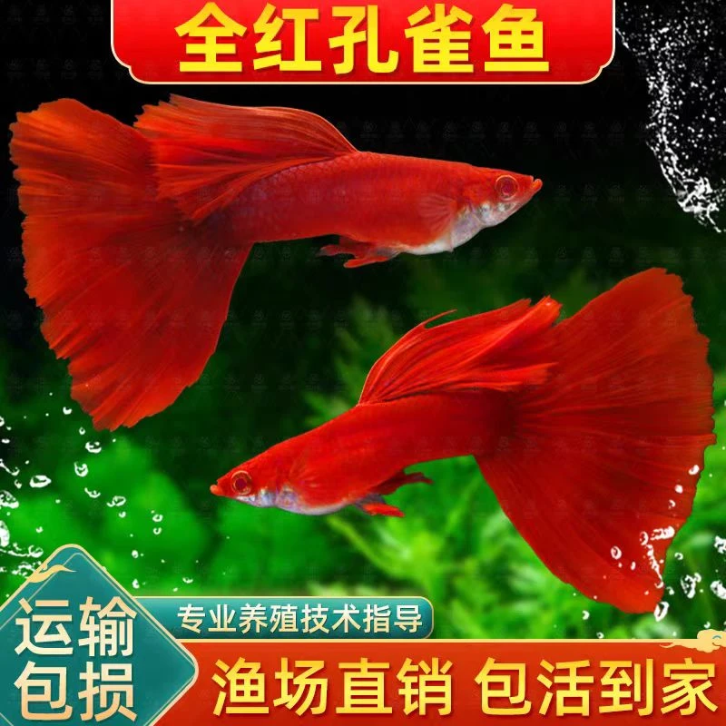 【临产全红孔雀鱼】热带鱼小型纯种观赏鱼孔雀鱼凤尾鱼孔雀胎生