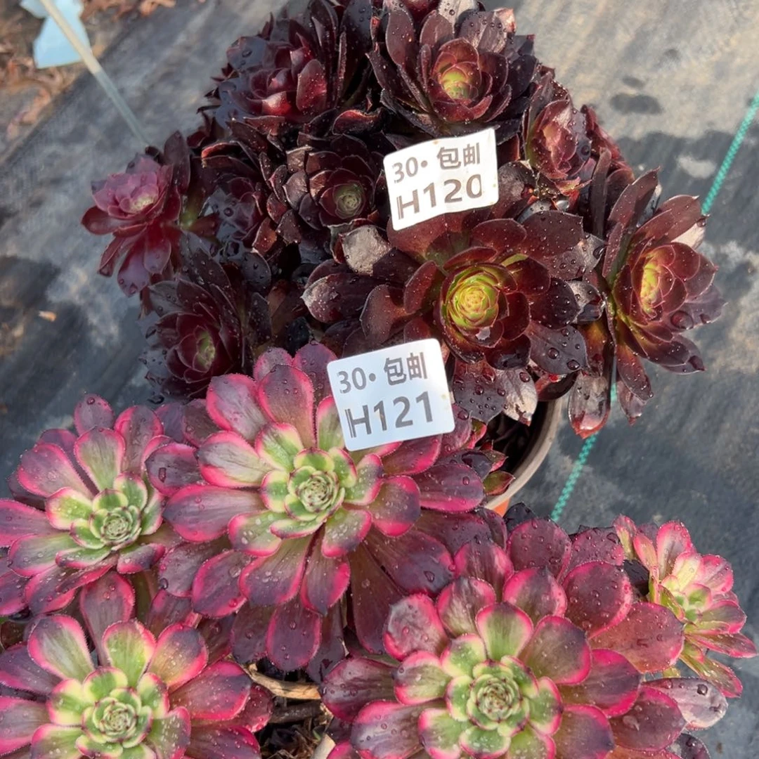 2颗组合多肉法师