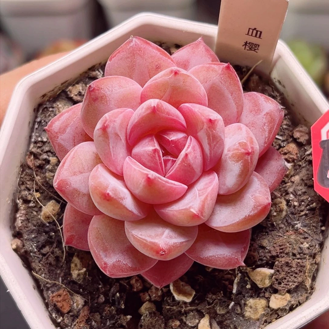 E556 血樱一物一拍