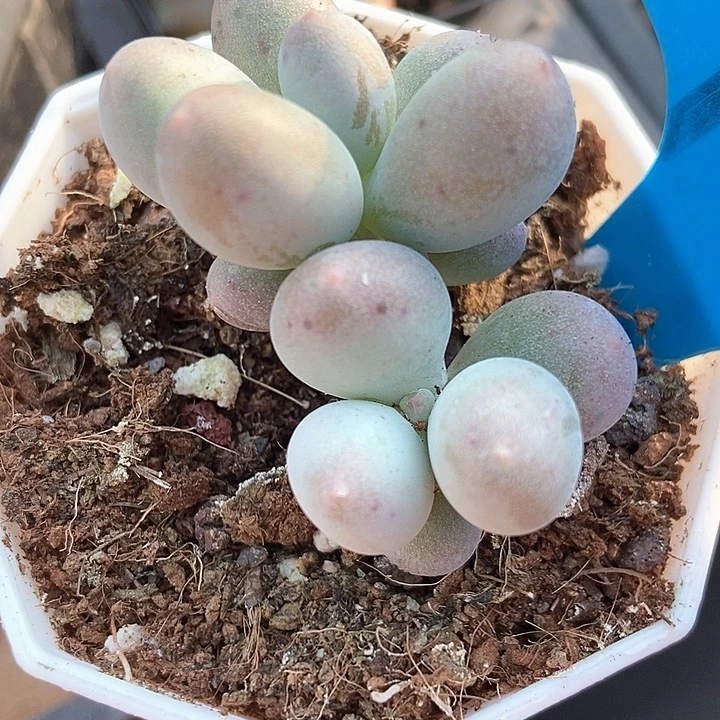 多肉植物米可961多肉