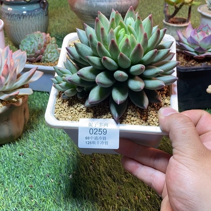 0259啊啊啊啊啊啊啊啊啊啊
