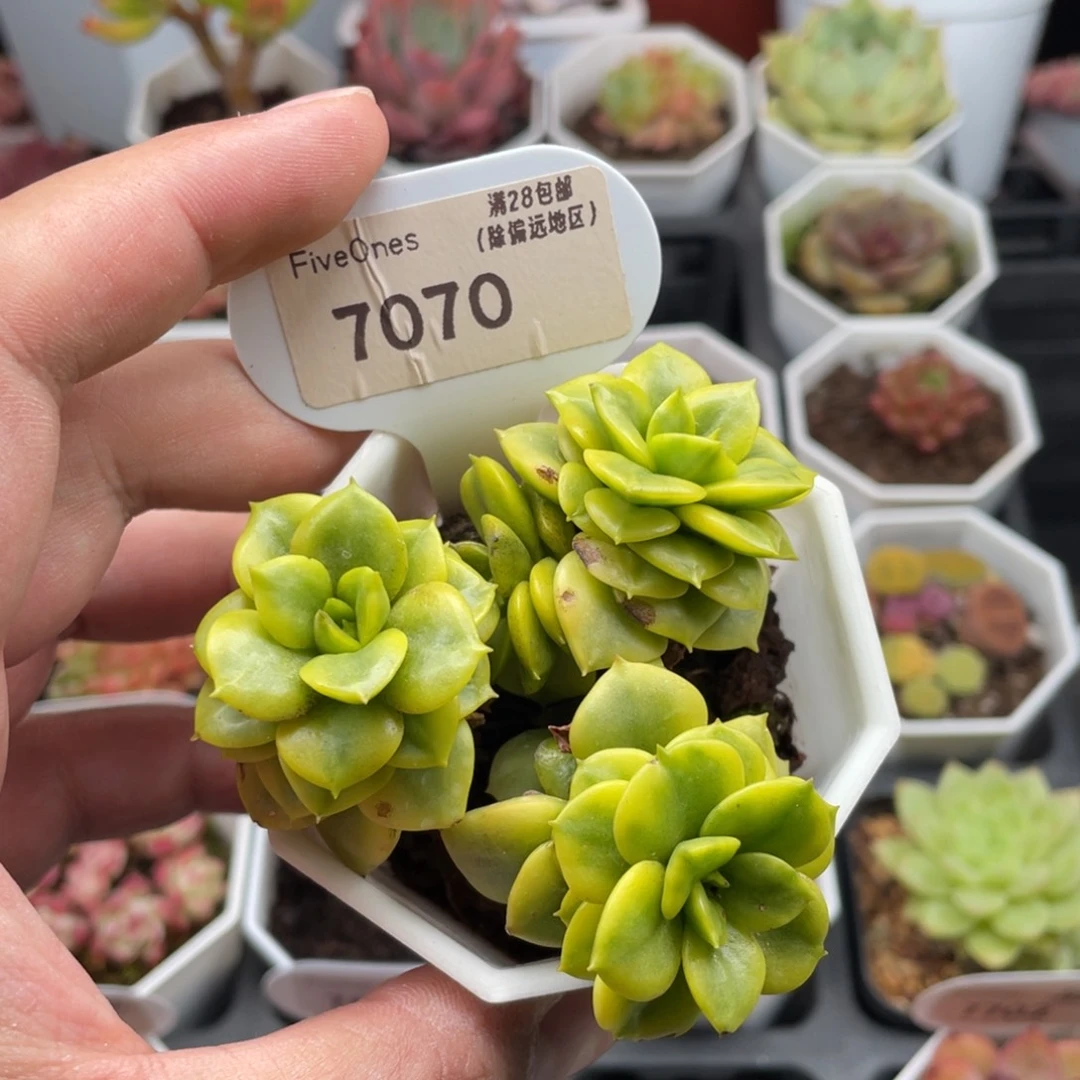 蜡牡丹锦7070-7厘米