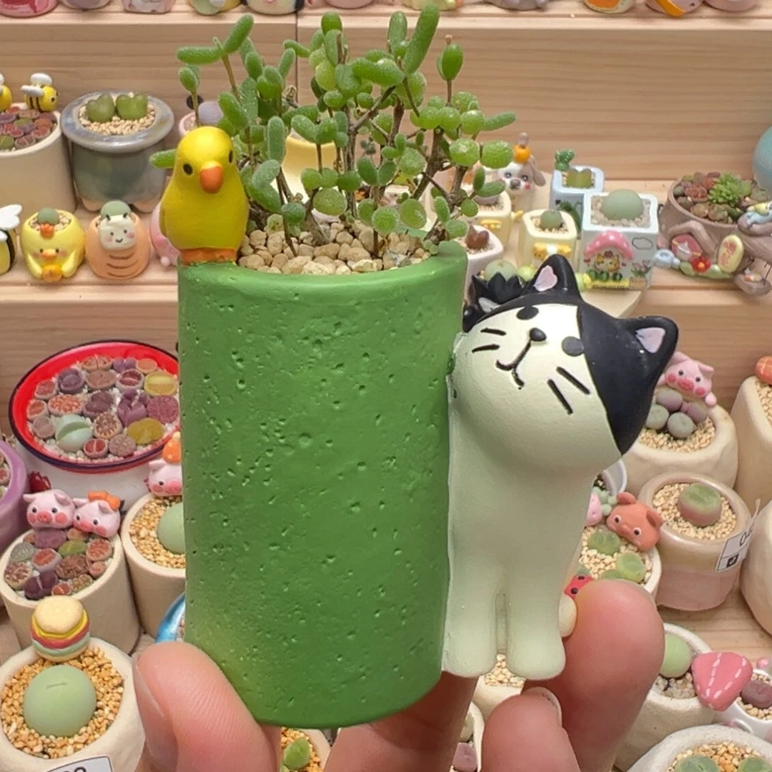 多肉植物62号枝干