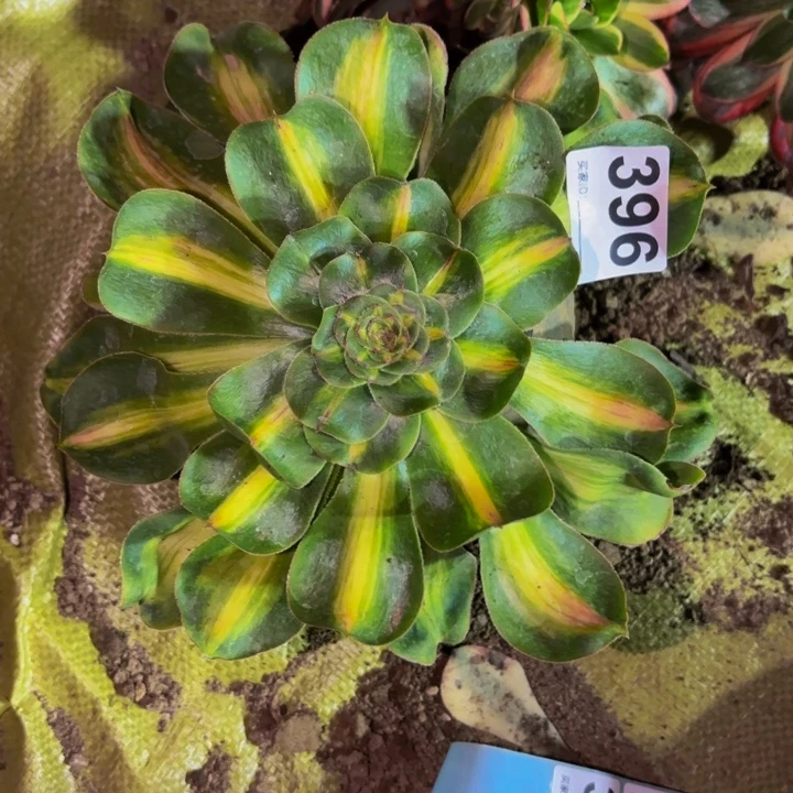 396暴君多肉植物不售后