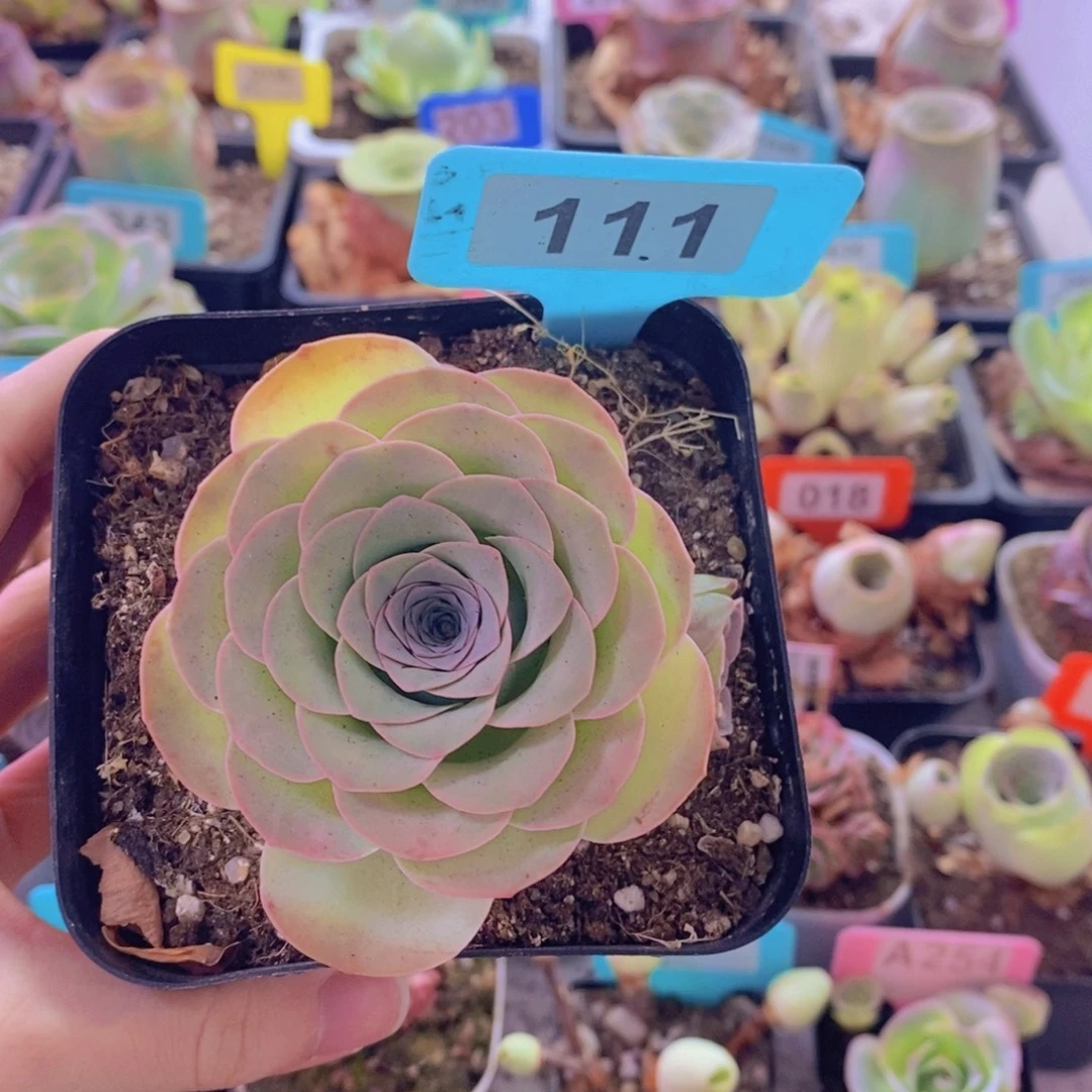 山地玫瑰一物一拍雪霁111