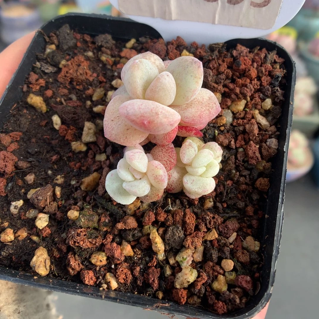 593冰玉石化多肉植物