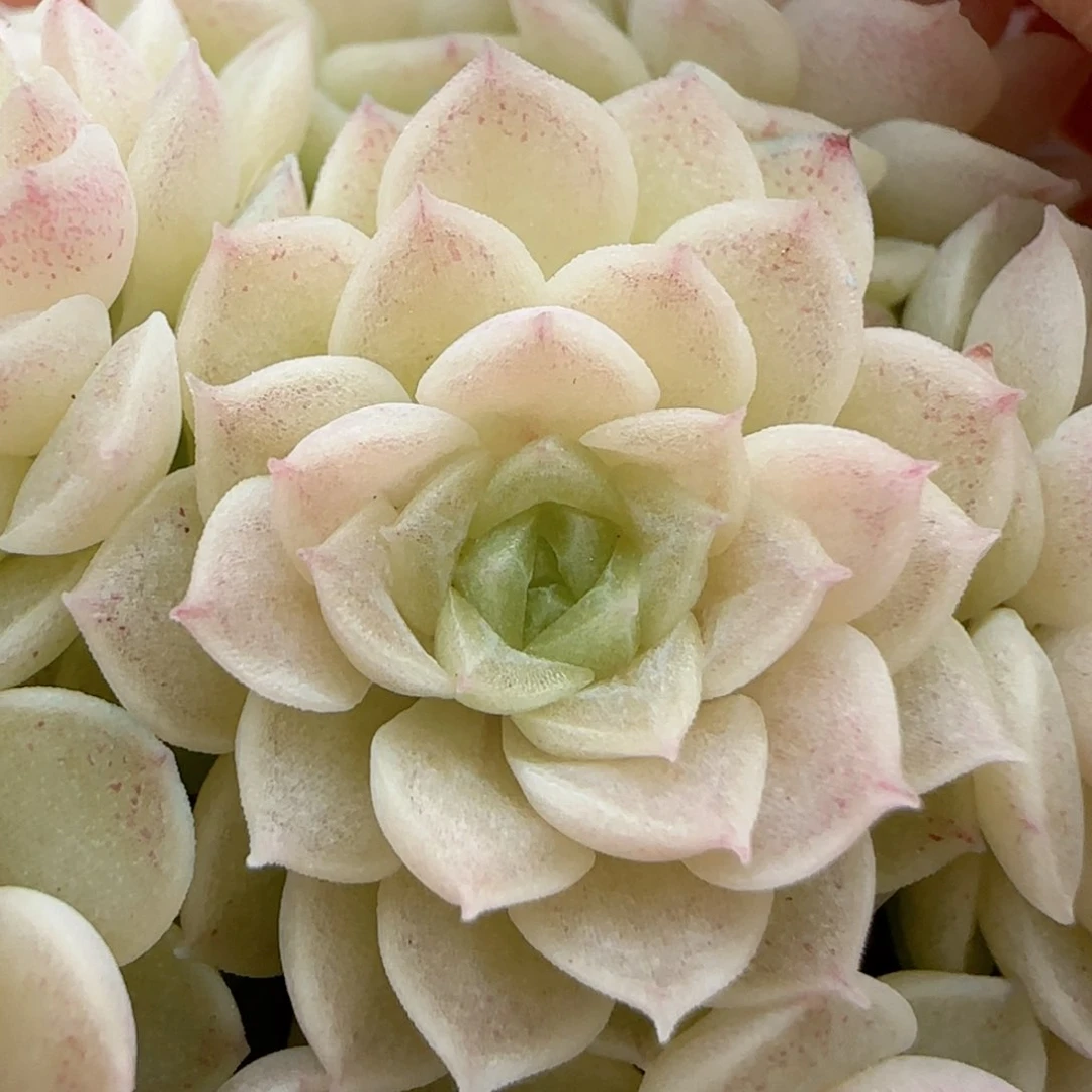 【闪购商品】0214-122花朵优选麦杆