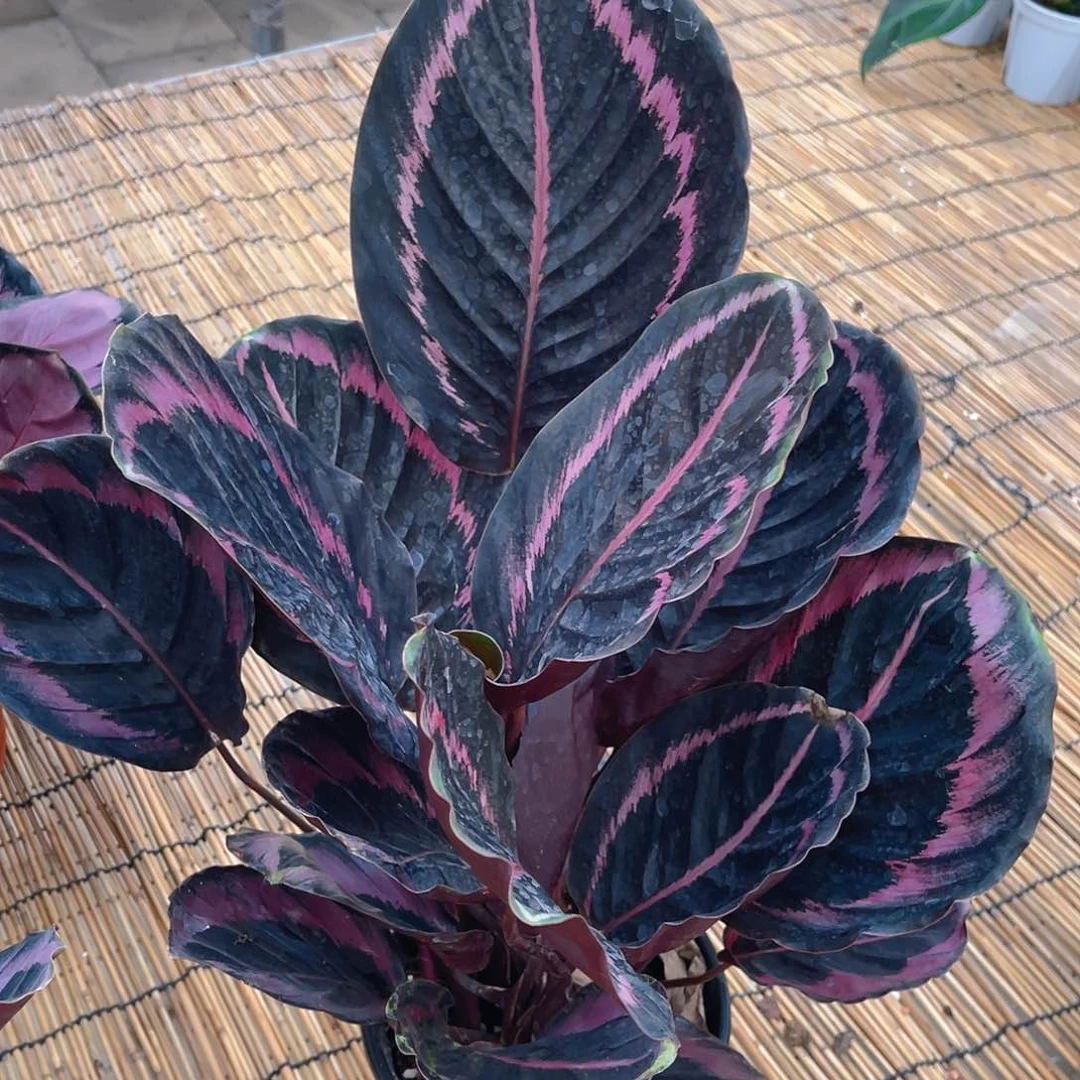 完全开放红彩虹竹芋超大特价