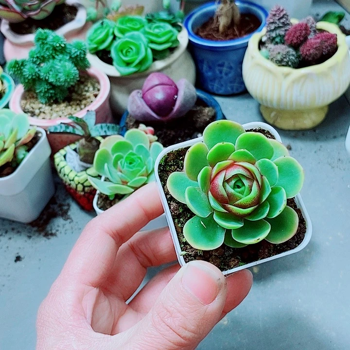 红丝绒多肉11111111