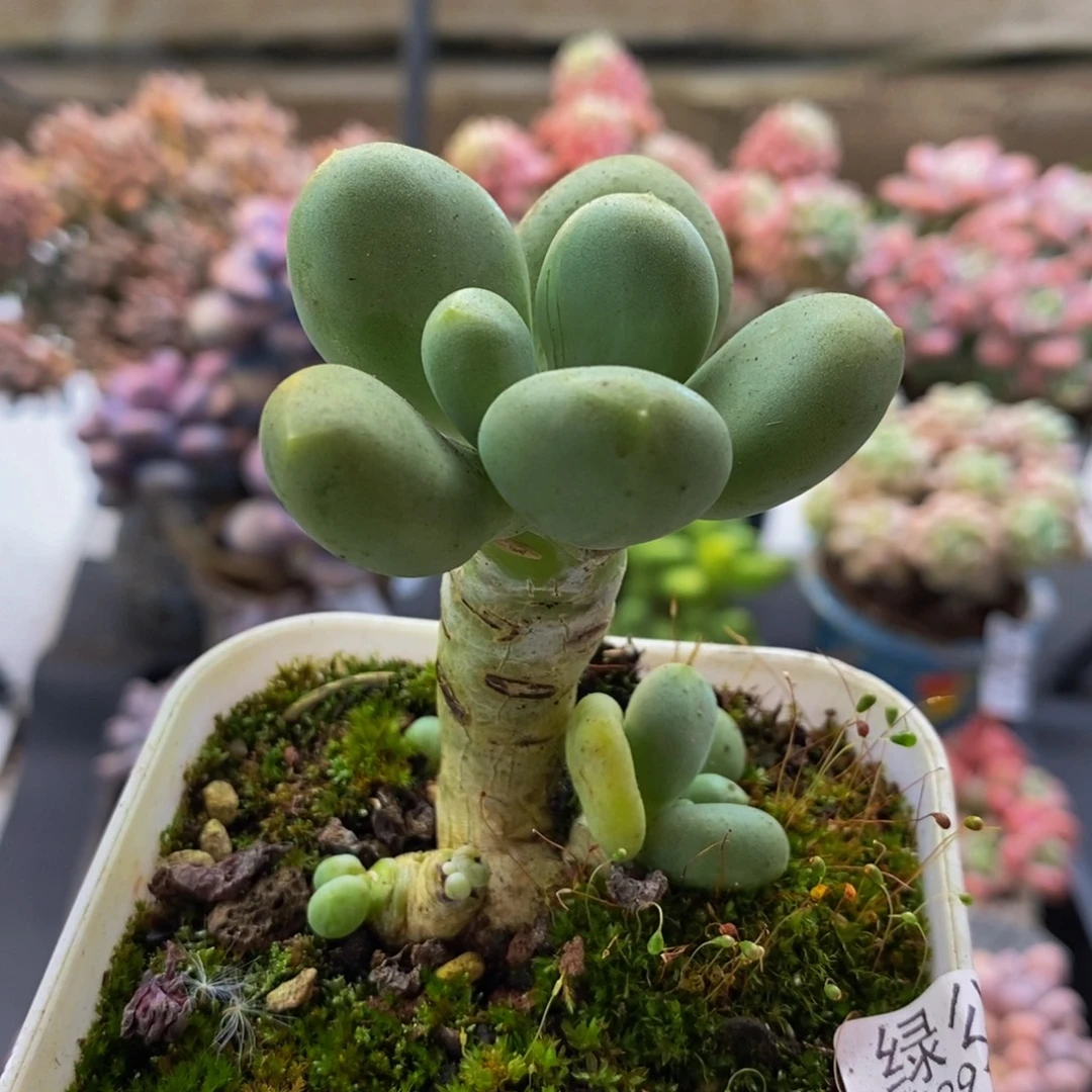 166芒果奶4cm多肉