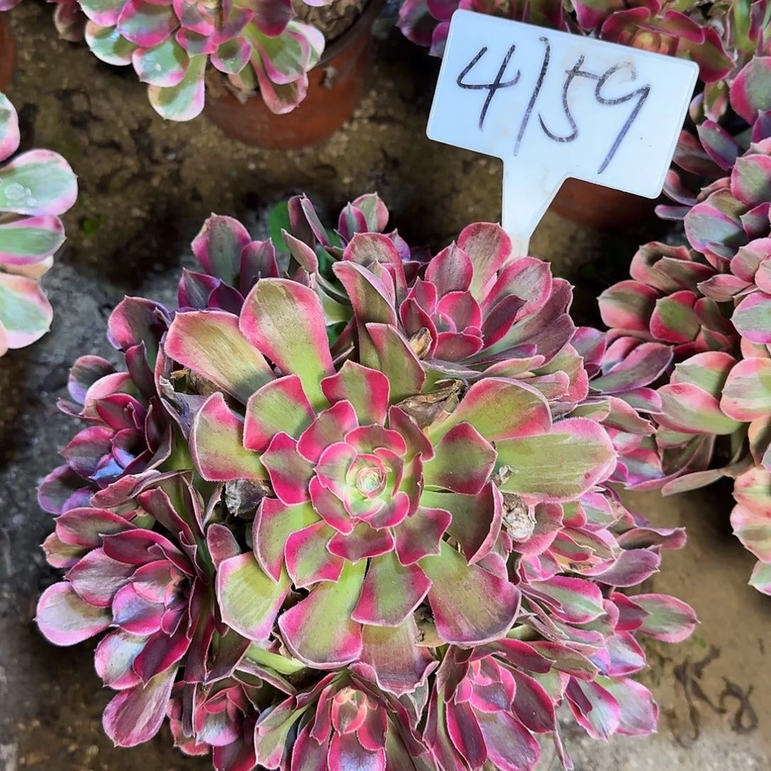 4159粉女郎多肉法师多肉