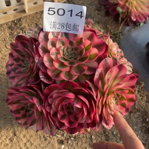 倾城多肉多肉5014