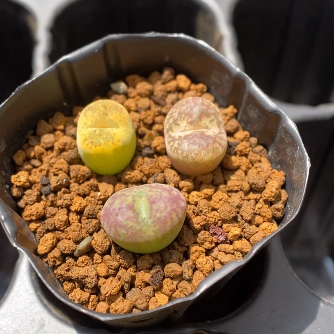 多肉植物肉锥杂交K-2378