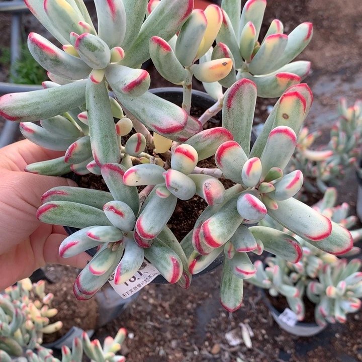 无花朵棒叶福娘锦1614