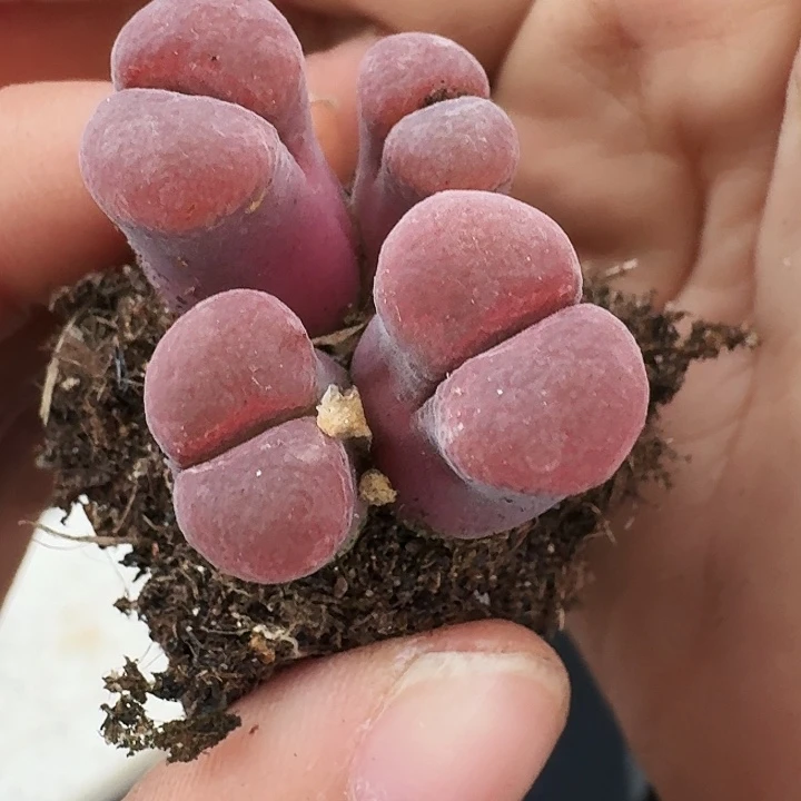 无花朵爱***猫多肉植物