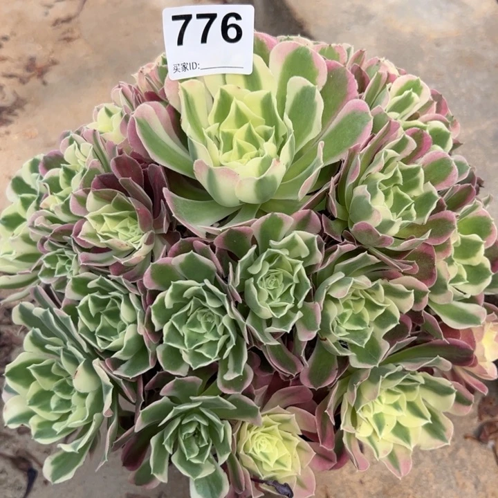 776白凤25厘米左右