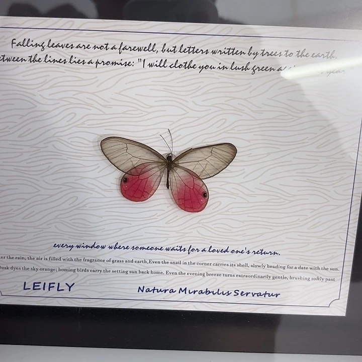 为***帅蝴蝶标本定制012号