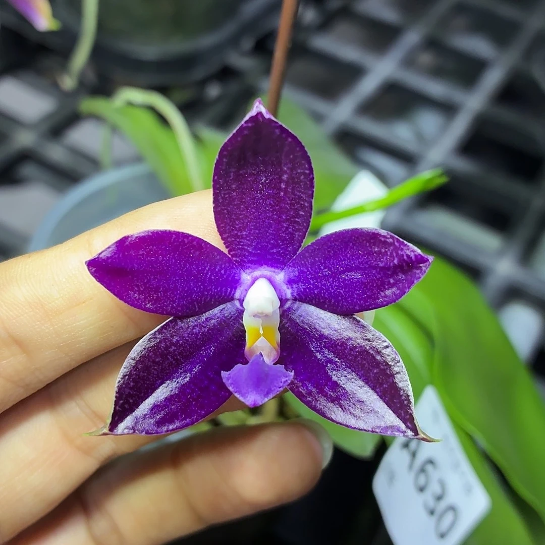 当前无花朵，栽培后可花朵A630yss1230