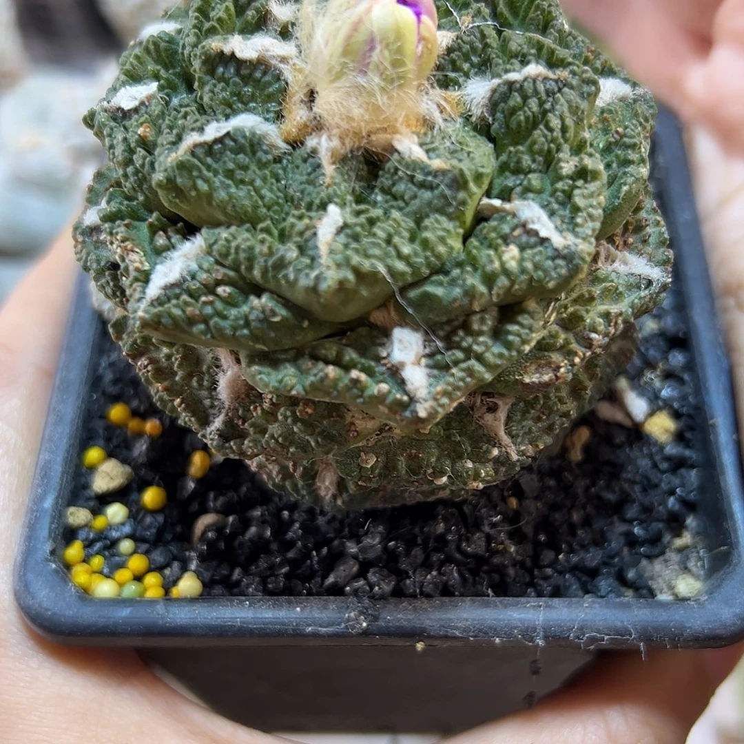 晚32号自根老龟甲6.6公分