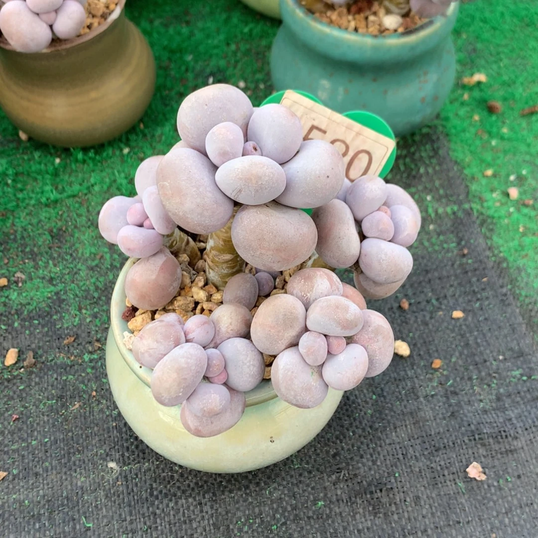 烟美人老桩无砍1520