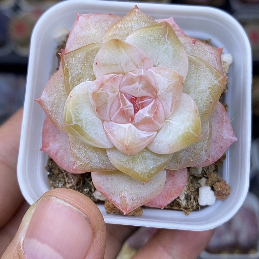 粉钻5厘米盆多肉植物