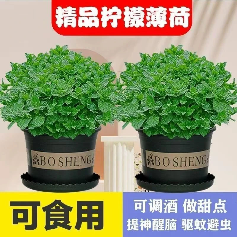 直播间专属-水培薄荷绿植盆栽驱蚊驱虫室内可食用薄荷
