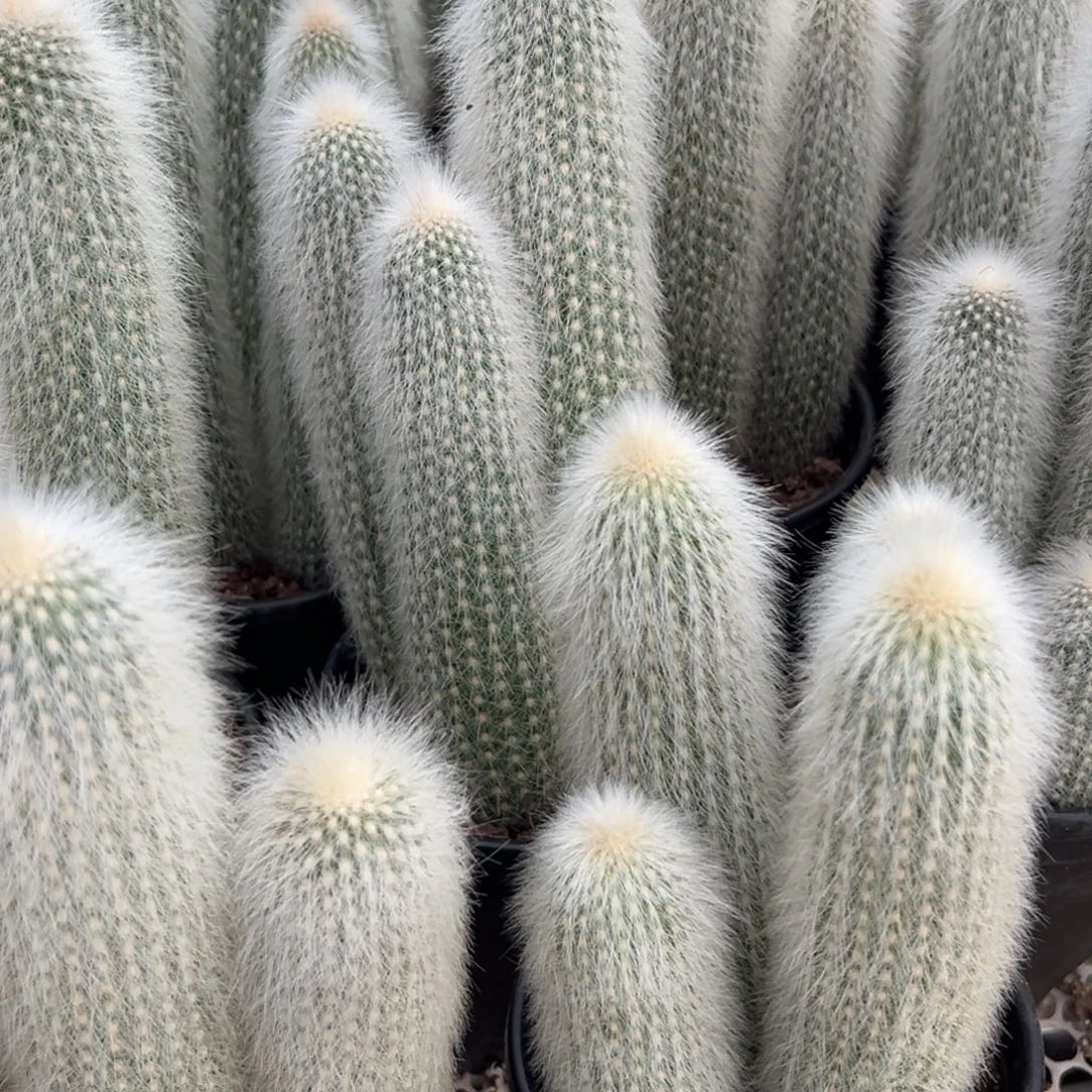 吹雪柱随机一颗。