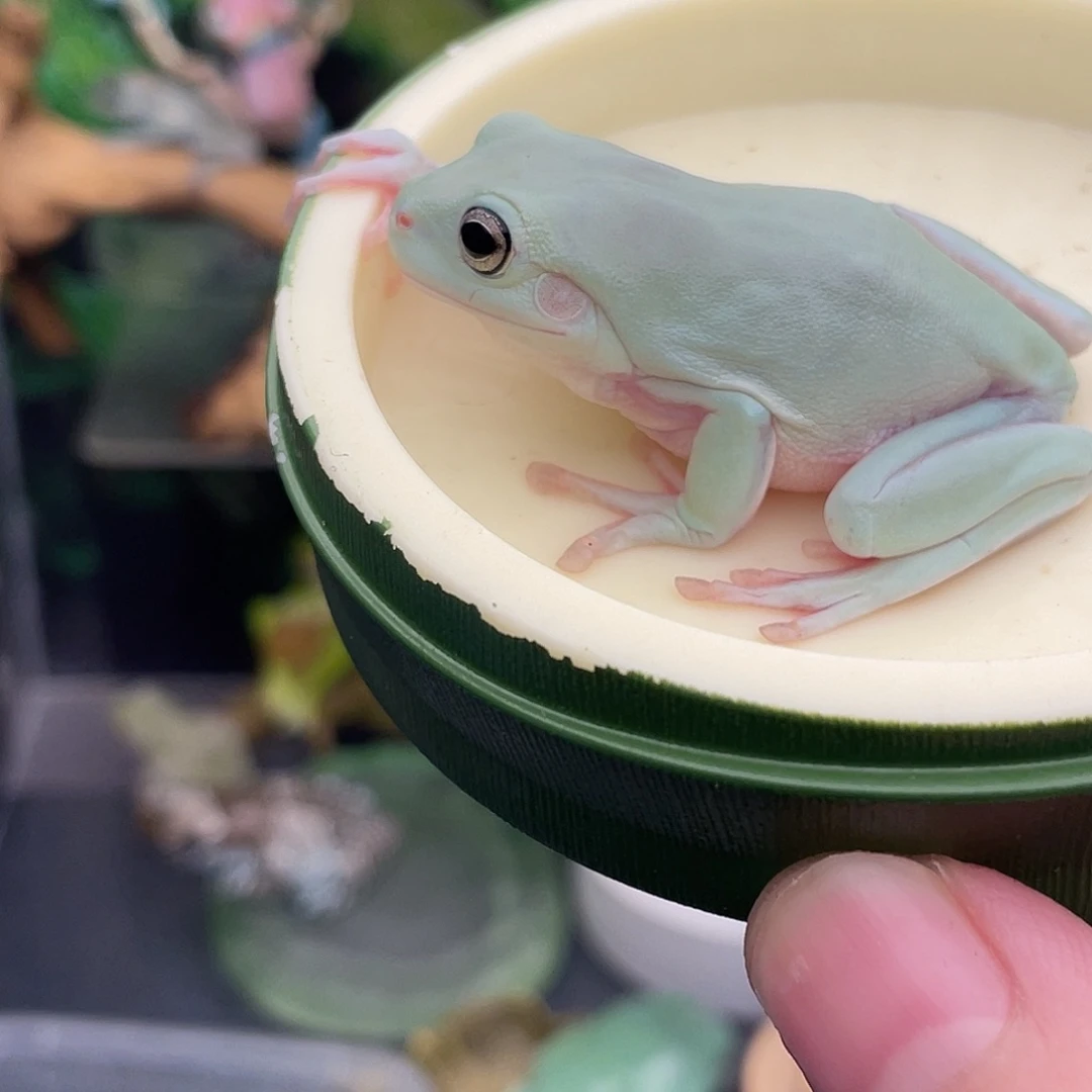s***y老爷树蛙蓝老爷专拍