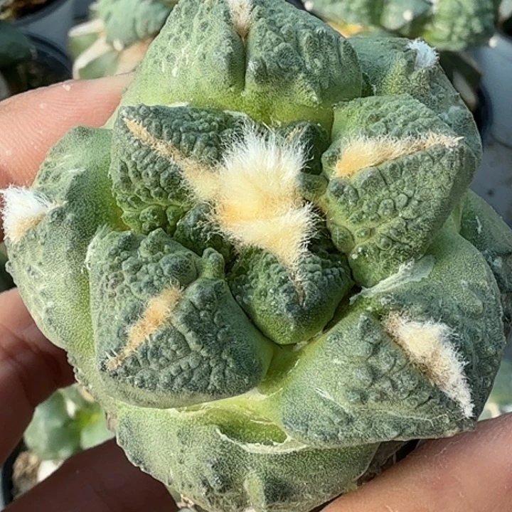 无花朵苗接龟甲怒753