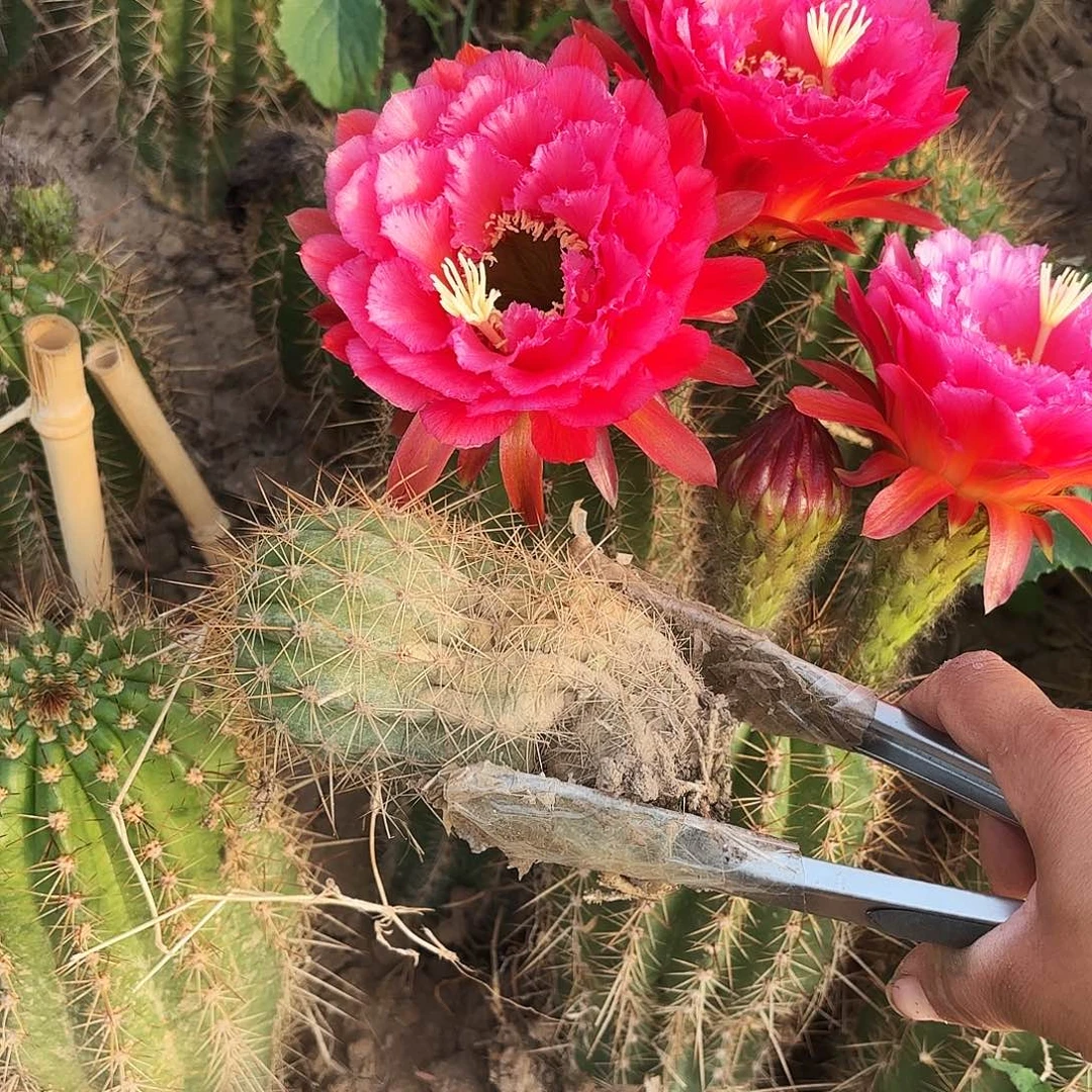 寒****?13号号毛花柱丝球球球侧牙紫梦