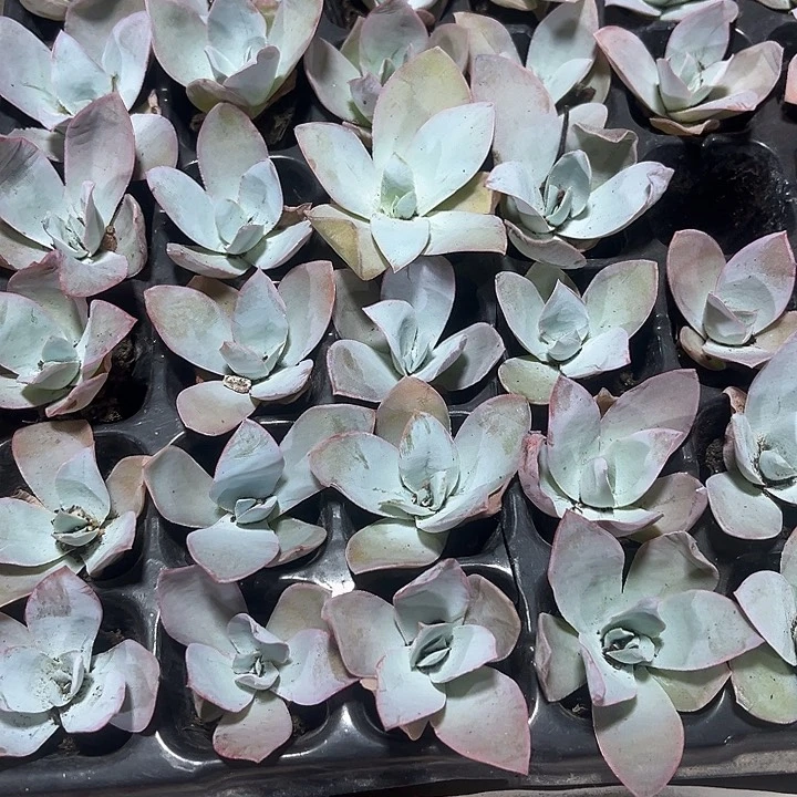 小广寒宫带土发货