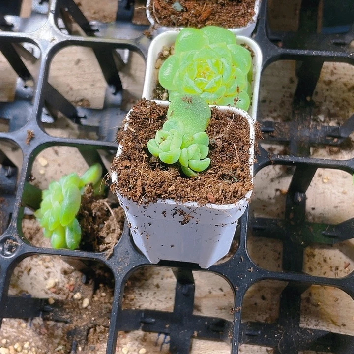 ?双头葳蕤甜心盆一个满25包邮