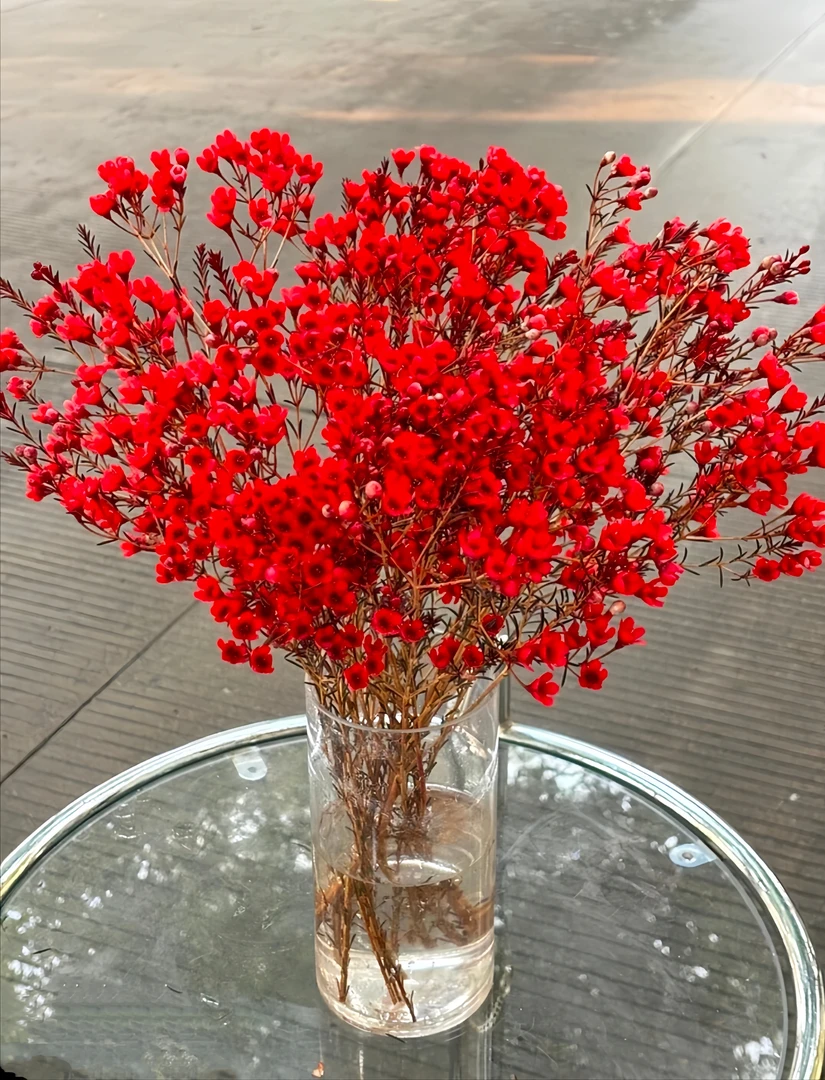 澳洲腊梅鲜花 粉色腊梅  自然清香 花期超长 耐寒好养 家庭插花