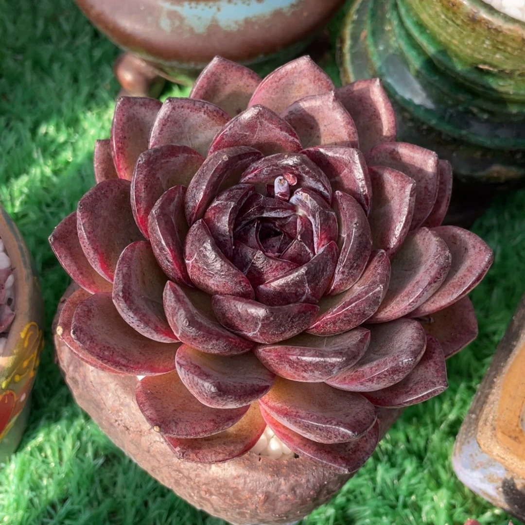多肉植物盆栽多肉
