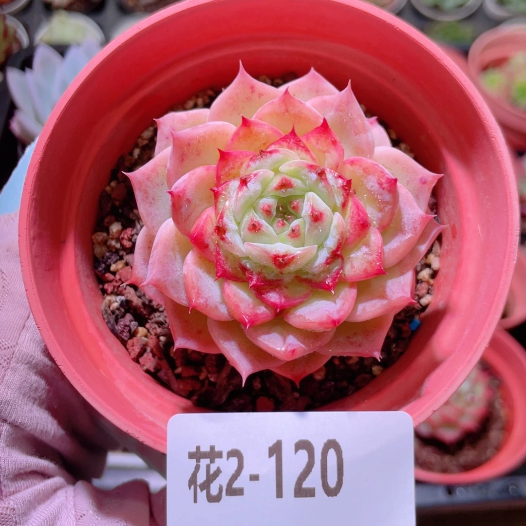花利美2-120天鹅绒