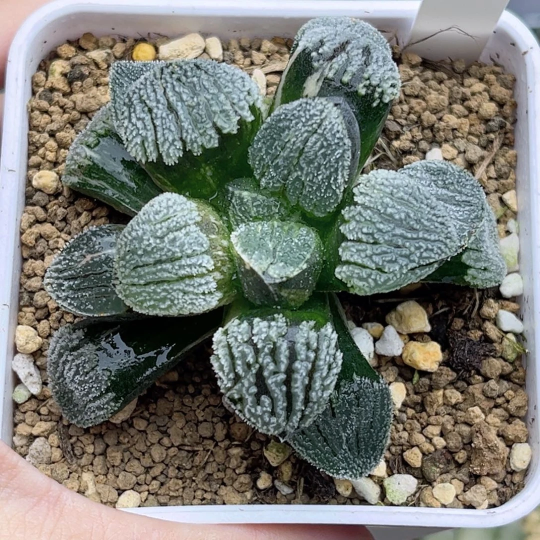 13雪之礼锦福利专场