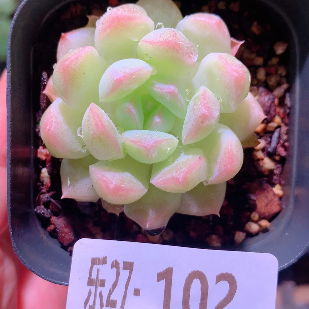 乐然27-102 明月心