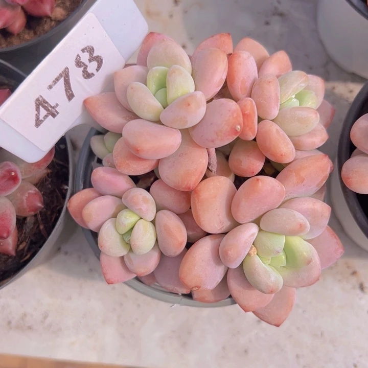 健健康康平平安安