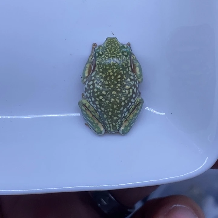 老爷树蛙澳蓝金花13